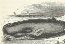 AI Is Showing Us What’s Similar Among All Lifeforms