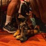 The Dogs Go To The Philadelphia Orchestra