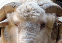 An Insider’s Look At Dineh Weaving Traditions