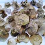 Trove Of 16th-Century Murano Glass Found Off The Coast Of Bulgaria