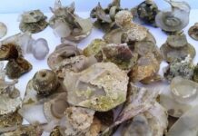 Trove Of 16th-Century Murano Glass Found Off The Coast Of Bulgaria