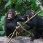 Chimpanzees Have Back-And-Forth Conversations Much Like Humans Do