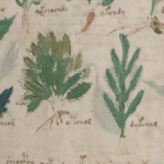 The Voynich Manuscript Is A 500-Year-Old Mystery