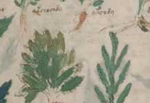 The Voynich Manuscript Is A 500-Year-Old Mystery