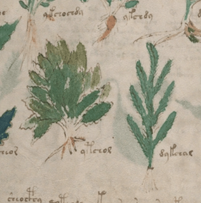 The Voynich Manuscript Is A 500-Year-Old Mystery