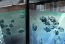 Banksy Confirms A Seventh Piece After His Sixth Is Removed, Supposedly For Safety Reasons