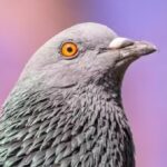 The Museum Of London’s New Logo (A Pooping Pigeon): Weird? Or Inspired?