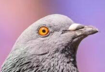 The Museum Of London’s New Logo (A Pooping Pigeon): Weird? Or Inspired?