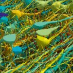 The Most Intricate Map Of A Human Brain Ever Made