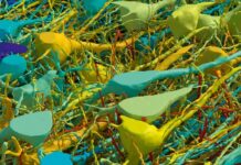 The Most Intricate Map Of A Human Brain Ever Made