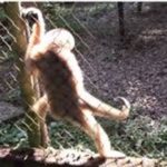 It Seems We Are Not The Only Primates Who Dance