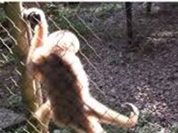 It Seems We Are Not The Only Primates Who Dance