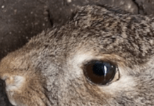 AI Chatbots Aren’t Great For Much, But They Might Know This One Weird Trick