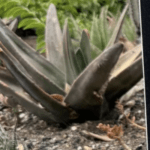 The Huntington Botanical Gardens Has A Plant Theft Issue