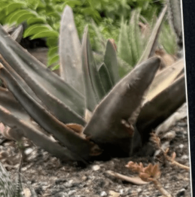 The Huntington Botanical Gardens Has A Plant Theft Issue