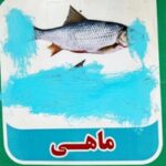 Taliban To Ban From Afghan Media Images Of All Living Things