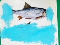 Taliban To Ban From Afghan Media Images Of All Living Things