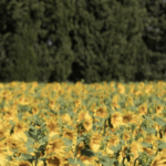 Finding Van Gogh In Arles
