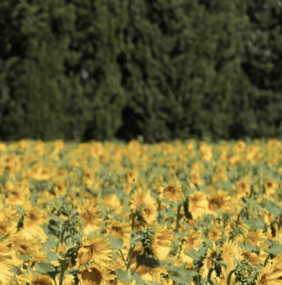 Finding Van Gogh In Arles