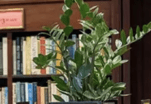 Some Good News For Books, And Readers