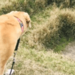 A Dog’s Relationship To Art