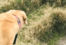 A Dog’s Relationship To Art