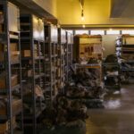 African Museum With Priceless Prehistoric Artifacts Faces Crisis