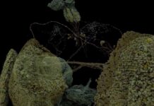 For The First Time, And After A Decade Of Work, Scientists Unveil Stunning Map Of A Brain