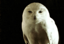 John Williams, From Jazz Pianist To Blockbuster Composer