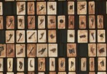 How Might We Communicate With Aliens? Understanding AI Might Help