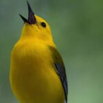 Tuning In To Bird Songs And Understanding Deep Listening