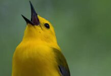 Tuning In To Bird Songs And Understanding Deep Listening