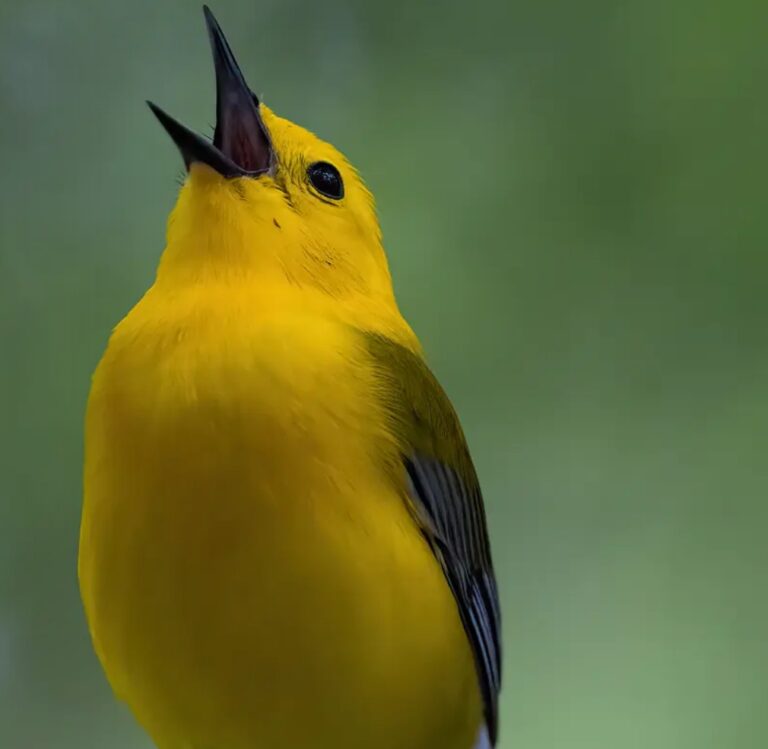 Tuning In To Bird Songs And Understanding Deep Listening