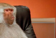 That Idea Chimps Could Randomly Type Shakespeare? Naaah!