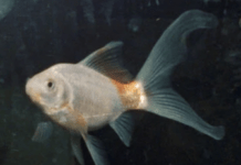 The Real Scenes Of New York Behind Sean Baker’s Movie Anora