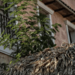 Macondo, The TV Version, Versus Colombia, The Real One