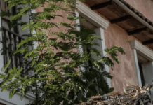 Macondo, The TV Version, Versus Colombia, The Real One