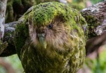 Sometimes Insularity And Isolation Is Better For A Thriving Culture