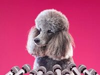 Can Dogs Really Talk To Humans By Pressing Buttons?