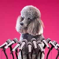Can Dogs Really Talk To Humans By Pressing Buttons?