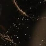 What’s With All the Bizarre Stuff Behind TV Credits?