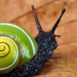 Can Animals Make Art?