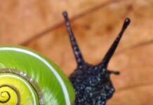 Can Animals Make Art?