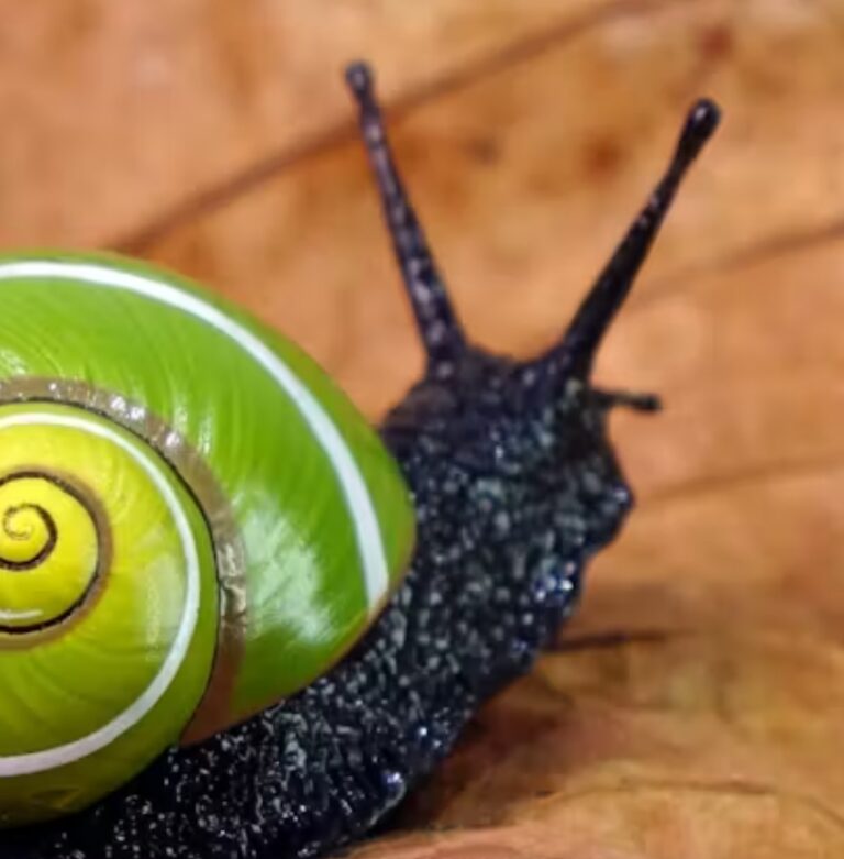 Can Animals Make Art?