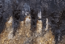 In The Netherlands, Anselm Kiefer Wonders If Humans Will Ever Learn