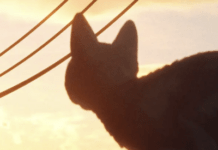 Is This The First Oscar-Winning Movie That Appeals To Our Domestic Companions?