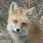 Animals Memoirs Are All The Rage
