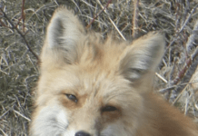 Animals Memoirs Are All The Rage