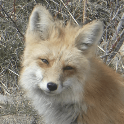 Animals Memoirs Are All The Rage