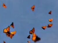 Ambient Music? An Online Archive Of Soundscapes From The Environment